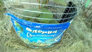 Киви осенью/прирост киви/обработка монофосфатом калия/киви в Украине