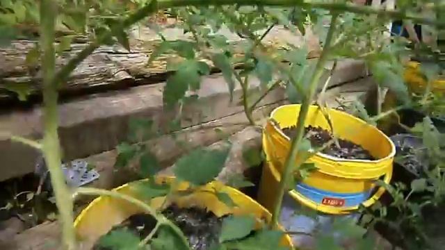 Метод выращивания помидор в ведрах смотреть онлайн