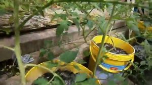 Метод выращивания помидор в ведрах