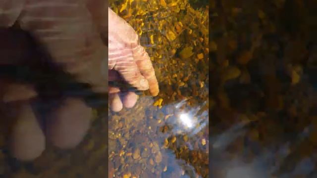 Рыбалка в Коми . Минога семидырка отдых туризм лето рыбалка в коми смотреть онлайн