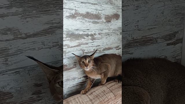 Встречайте новую Мадам, Каракет Ф1.Caracat f1, arrived at a new home. смотреть онлайн