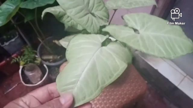 Mengenal Syngonium White.