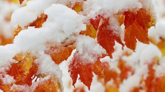 Снег лёг, листья не опали - это не очень хорошо. (Садовод Андрей Туманов) смотреть онлайн