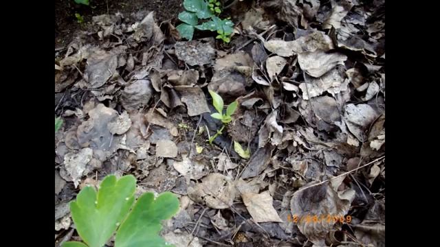 мульчирование листьями смотреть онлайн