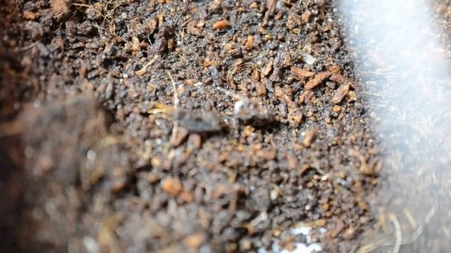 Подсадка мокриц. Плесень в формикарии. Муравьи Neoponera villosa. смотреть онлайн