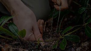 Как размножить Барбарис — черенкование, деление