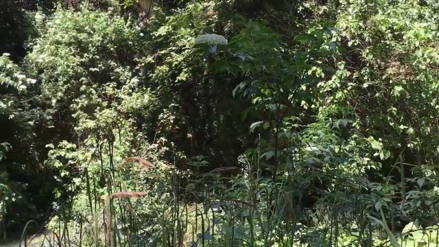 Parco Villa Gregoriana (Roma) смотреть онлайн