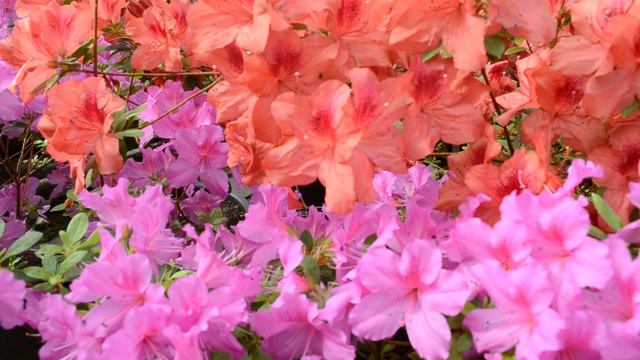 Красивые Азалии цветут в Ботаническом саду смотреть онлайн