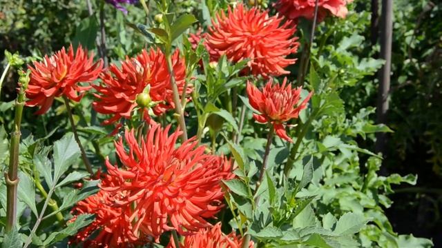 Георгин Hapet Tabasco. Dahlia Hapet Tabasco смотреть онлайн