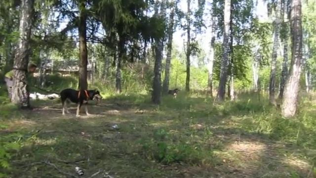 140811 самостоятельная работа пери.MOV смотреть онлайн