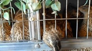 Перепелиная мини ферма