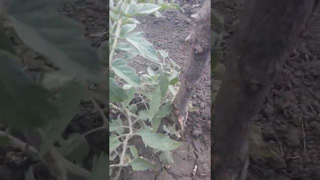 сорт помидор медвежья лапа смотреть онлайн