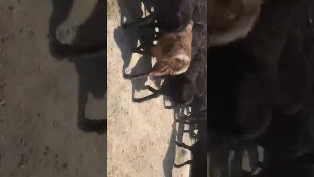 100 голов ягнят кочкаров по 36000,Жамбылская обл. Шайкорык.+77079963209,+77087162484