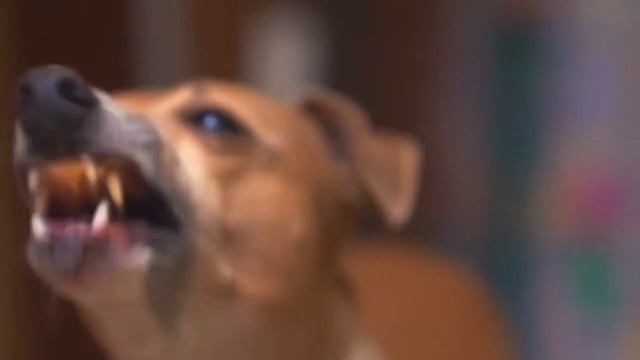 ПОЧЕМУ СОБАКА ЛАЕТ НА ОДНОГО ЧЕЛОВЕКА А ДРУГОГО НЕ ТРОГАЕТ?