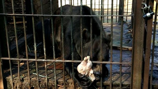 Превед, Медвед - в гостях в реабилитационном центре Сирин