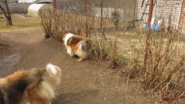 2022-04-07 - колли Абба и ее большая расческа) смотреть онлайн