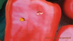 Перец сладкий Аристотель экс ЗР F1 ? обзор: как сажать, семена перца Аристотель экс ЗР F1