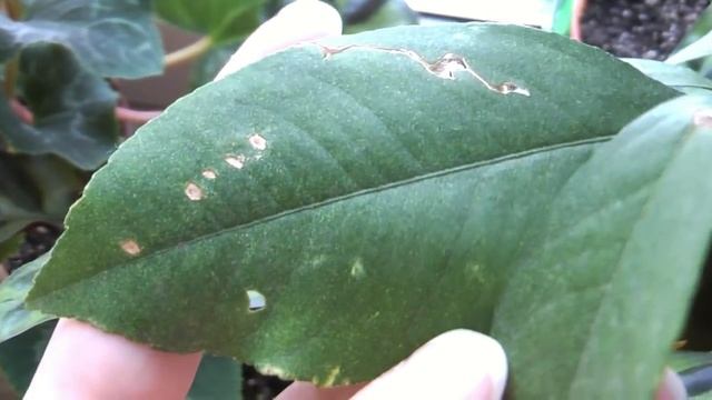 Щитовка на растениях ❦ мой простой способ борьбы со щитовкой ❦ помогло с первого раза смотреть онлайн