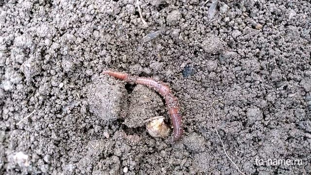 Дождевой червяк смотреть онлайн