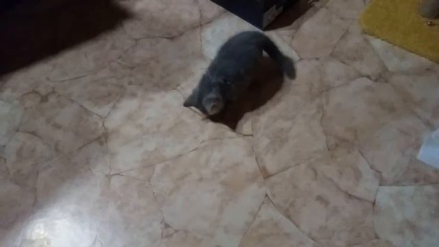 Котёнка приучают к когтеточке смотреть онлайн