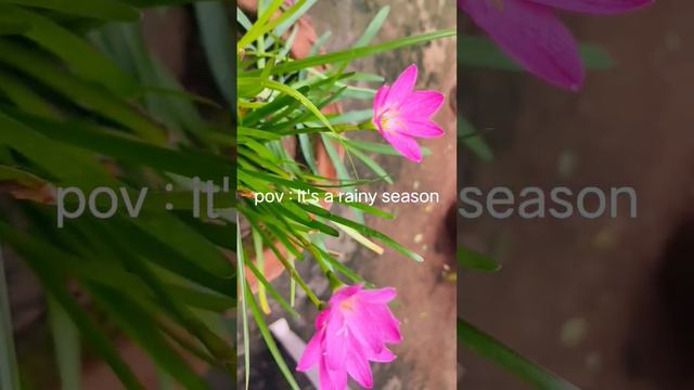 #naturephotography of my garden #nature #photography #naturelovers #photooftheday смотреть онлайн