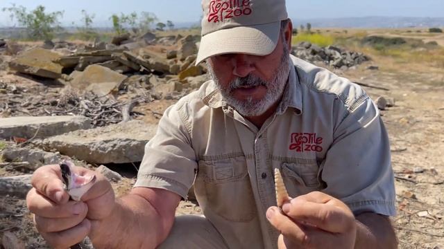 The Most Rattlesnakes I've Ever Seen ? смотреть онлайн