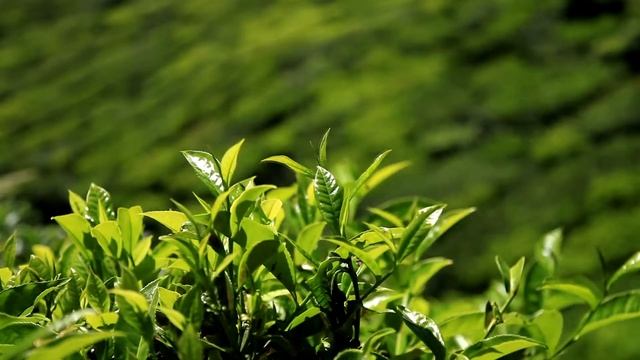 ТОП 10 ТРАВ ДЛЯ РОСТА И УКРЕПЛЕНИЯ ВОЛОС смотреть онлайн