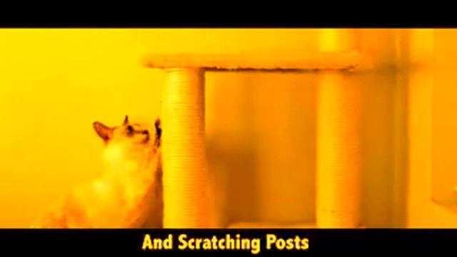 Copy of What Does the Cat Say Ylvis What Does the Fox Say Parody1 смотреть онлайн