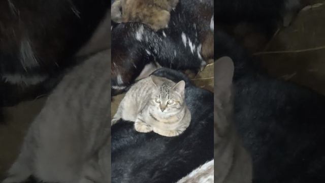 Что ночью делают кошки