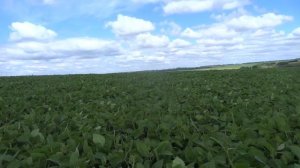 Соя, различные нормы высева (500, 600, 700, 800 тыс./шт./га)