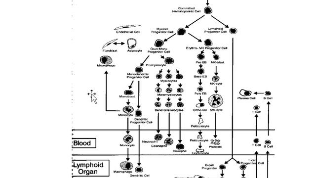 Введение в гематологию и методы исследования в гематологии