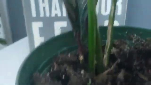 How I revived my Calathea Ornata смотреть онлайн
