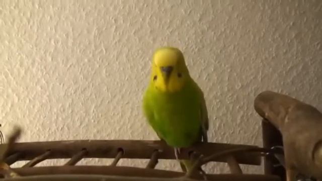 А вы можете прочесть стихотворение Пушкина? смотреть онлайн