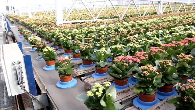 Zuydgeest De Lier Short Version смотреть онлайн