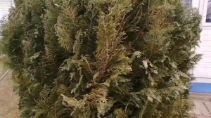 Хвойные  растения в моём саду. Хвойные из черенков и семян.