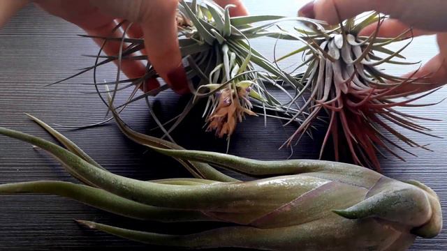 HOW TO TAKE CARE AFTER AIR PLANTS PROPERLY. WHAT YOU NEED TO KNOW ABOUT AIR PLANTS. Tillandsia care смотреть онлайн