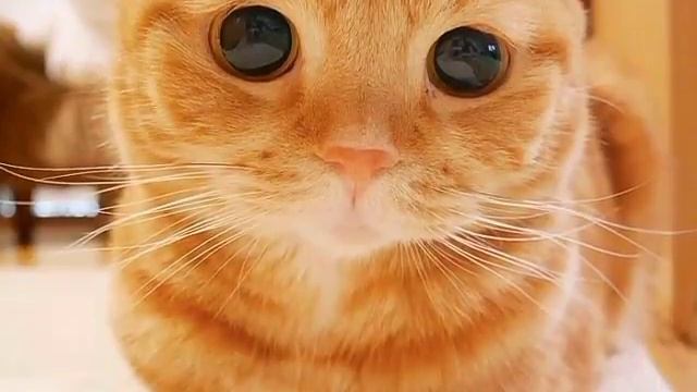 Топ 25 Красивых котов в мире!!!))) смотреть онлайн
