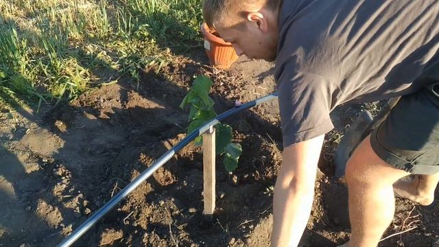 ЛЕТНЯЯ посадка саженцев с ЗКС | КАК САДИТЬ смотреть онлайн