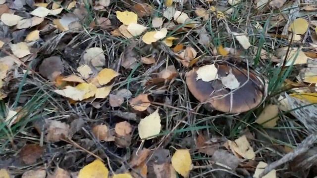 ГРИБОЕД. По грибы в незнакомый лес смотреть онлайн