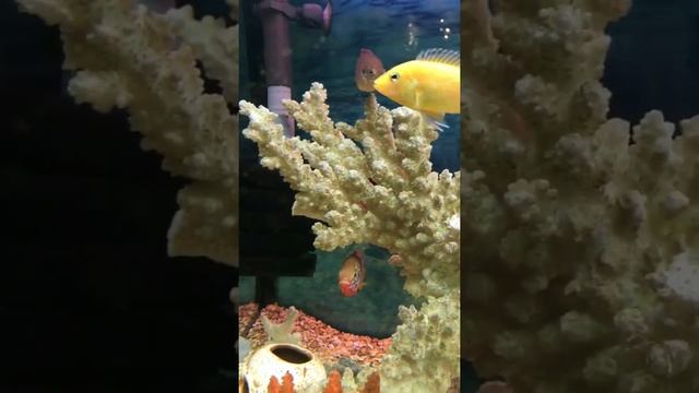 Цихлиды виды смотреть онлайн