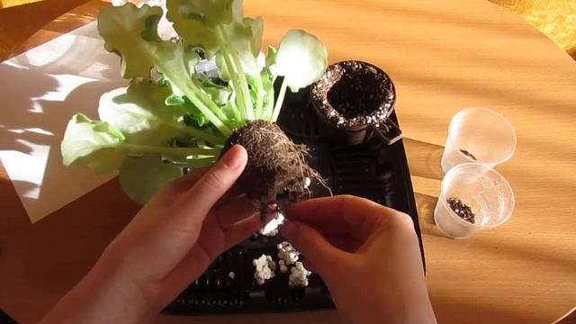 ПЕРЕСАДКА ФИАЛКИ НЕ НАРУШАЯ КОРНИ❗ КОГДА ПЕРЕСАЖИВАТЬ ФИАЛКУ❓❗ смотреть онлайн