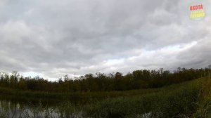 ОХОТА В ДВА ЭТАПА (фазан - утка) осень 2017.mp4