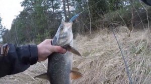 Ловля жереха на спиннинг весной (часть 2)