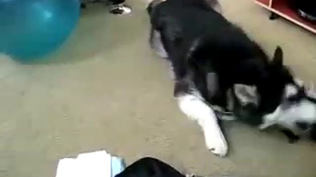 опасный харек) смотреть онлайн