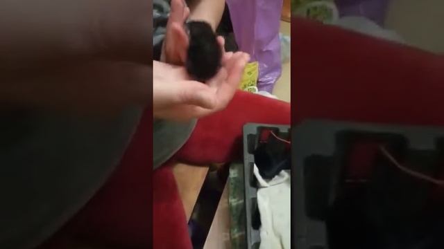 суточный котенок кормление смотреть онлайн