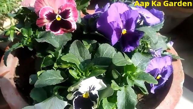 29.How to grow and care pansy plant смотреть онлайн