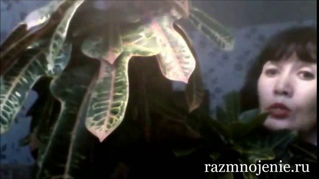 Ольга Жукова рассказывает про Кротон смотреть онлайн