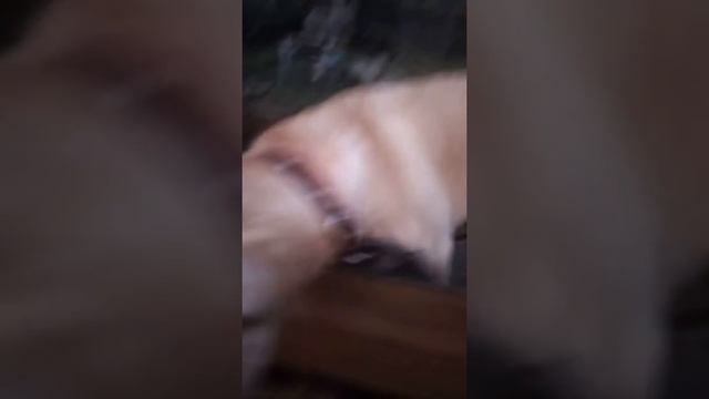 Альма-Пальма на даче смотреть онлайн