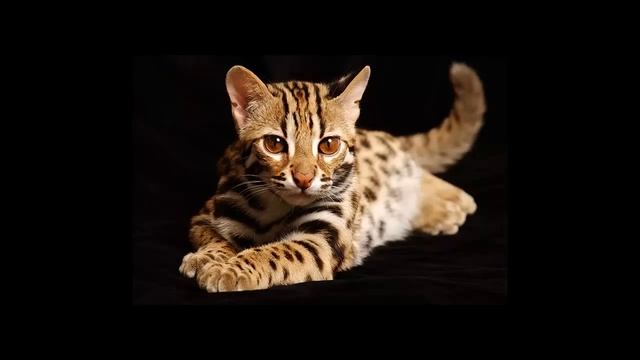 Тойгер (Toyger cat) кошка смотреть онлайн
