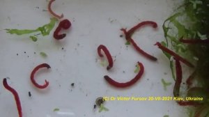 Наживка Мотыль? Кто Такие Мотыли и Где Живут? Что Едят Мотыли? Опасны ли Мотыли?